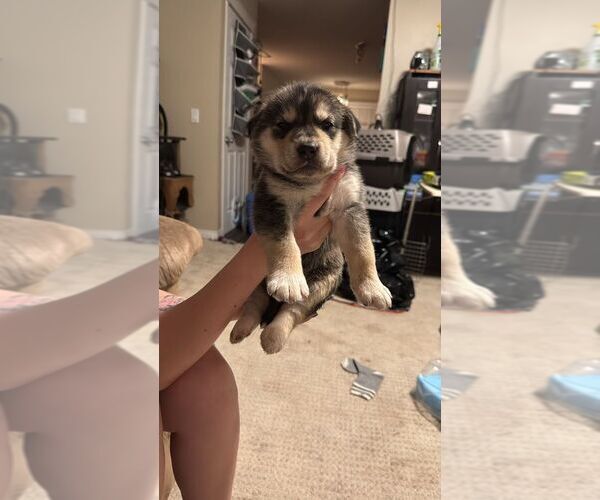 Medium Photo #1 Mutt Puppy For Sale in Calgary, Alberta, Canada