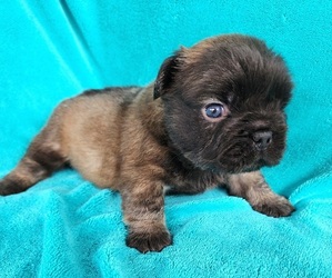 French Bulldog Puppy for sale in LAS VEGAS, NV, USA