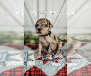 Great Dane Puppy for sale in DALLAS CITY, IL, USA