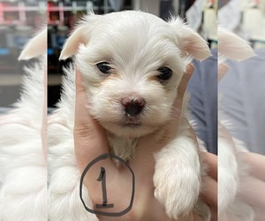 Maltese Puppy for sale in MCDONOUGH, GA, USA