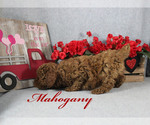 Small Poodle (Toy)