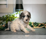 Puppy Mitsy Cavapoo (Miniature)