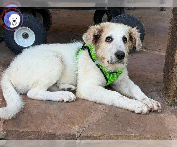Medium Photo #1 Great Pyrenees Puppy For Sale in Spring, TX, USA