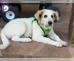 Small Great Pyrenees