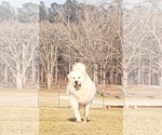 Small Photo #1 Great Pyrenees Puppy For Sale in EATONTON, GA, USA