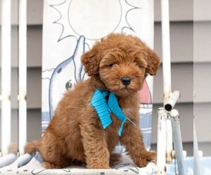 Goldendoodle (Miniature) Puppy for sale in NEWMANSTOWN, PA, USA