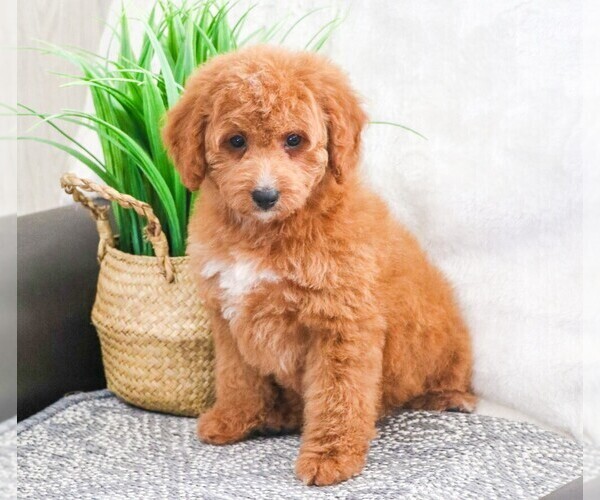 Medium Photo #3 Goldendoodle Puppy For Sale in SYRACUSE, IN, USA