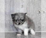 Small #27 Pomeranian