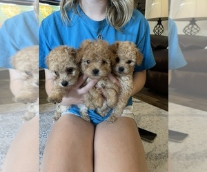 Poodle (Toy) Puppy for sale in LIVINGSTON, TX, USA