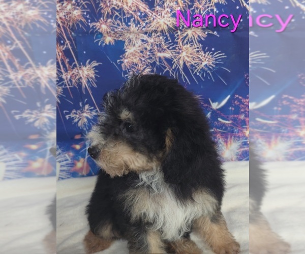 Medium Photo #2 Australian Shepherd-Poodle (Toy) Mix Puppy For Sale in AZLE, TX, USA