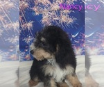 Small #1 Australian Shepherd-Poodle (Toy) Mix