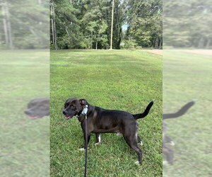 Butch - Male American Pit Bull Terrier-American Staffordshire Terrier Mix Dog for Adoption - Photo #4