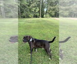 Small Photo #4 American Pit Bull Terrier-American Staffordshire Terrier Mix Puppy For Sale in Southbury, CT, USA