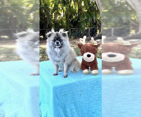 Medium Photo #17 Pominese Puppy For Sale in Weston, FL, USA
