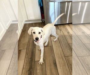 Labrador Retriever-Unknown Mix Dogs for adoption in Missouri City, TX, USA