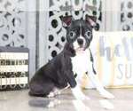 Small Photo #1 Boston Terrier Puppy For Sale in MOUNT VERNON, OH, USA