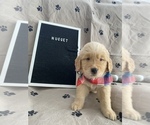 Puppy 8 Golden Retriever
