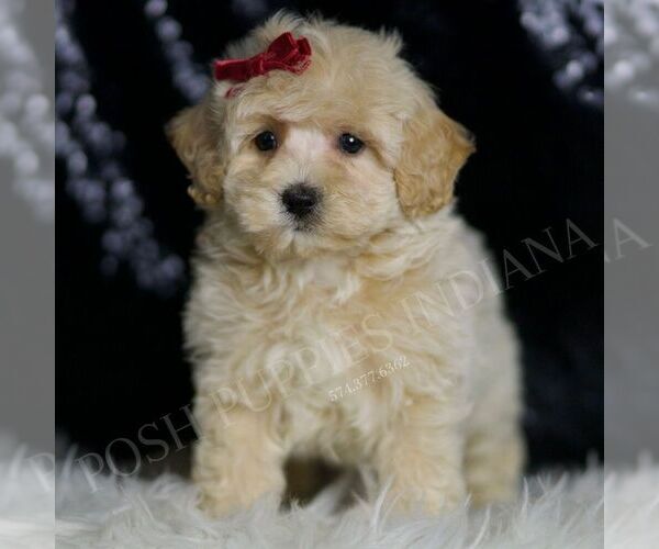 Medium Photo #40 Maltipoo (Miniature) Puppy For Sale in WARSAW, IN, USA