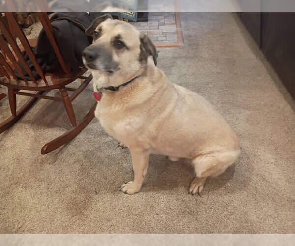 Medium Photo #3 Black Mouth Cur-Unknown Mix Puppy For Sale in Mountain View, AR, USA