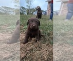Small Photo #3 Labrador Retriever Puppy For Sale in MACOMB, MO, USA