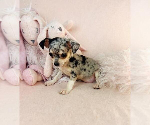 Medium Photo #4 Chihuahua Puppy For Sale in ORLANDO, FL, USA