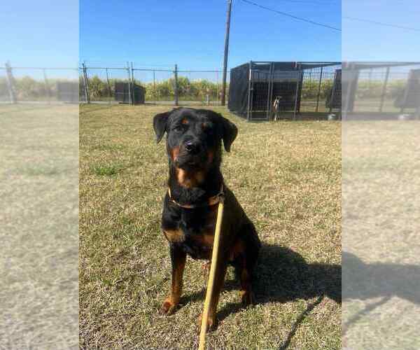 Medium Photo #2 Rottweiler Puppy For Sale in Abbeville, LA, USA