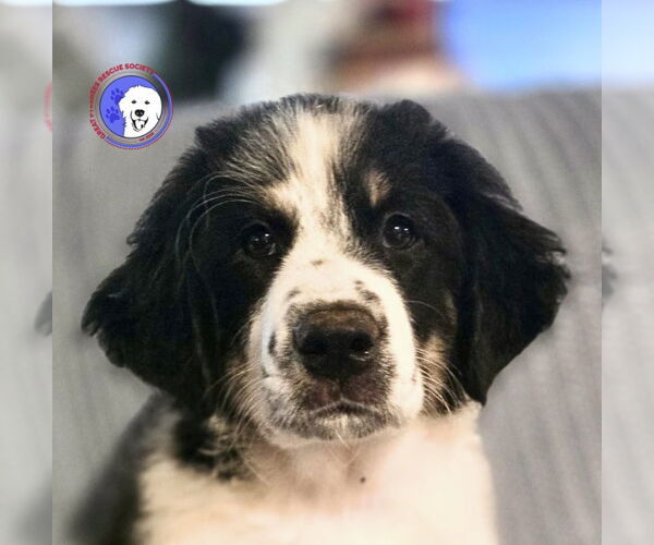 Medium Photo #2 Great Pyrenees Puppy For Sale in Spring, TX, USA