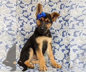 German Shepherd Dog Puppy for sale in LANCASTER, PA, USA