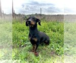 Small Photo #4 Basschshund Puppy For Sale in Pleasanton, TX, USA