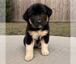 Small #1 Australian Shepherd
