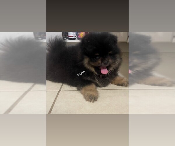 Medium Photo #1 Pomeranian Puppy For Sale in LEHIGH ACRES, FL, USA