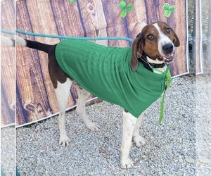 Coonhound Dogs for adoption in Stover, MO, USA