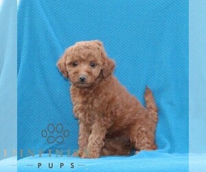 Goldendoodle (Miniature) Puppy for sale in AIRVILLE, PA, USA