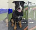 Small German Shepherd Dog Mix