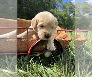 Golden Retriever Puppy for Sale in NEOLA, West Virginia USA