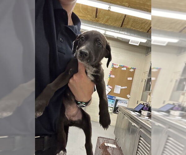 Medium Photo #1 American Pit Bull Terrier-Unknown Mix Puppy For Sale in Waco, TX, USA