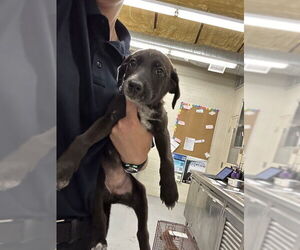 American Pit Bull Terrier-Unknown Mix Dogs for adoption in Waco, TX, USA