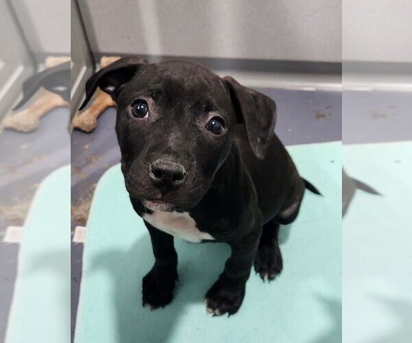 Medium Photo #1 Mutt Puppy For Sale in Walnutport, PA, USA