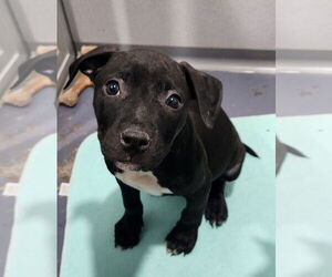 Mutt Dogs for adoption in Walnutport, PA, USA