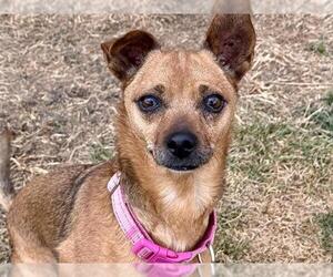 Chihuahua Dogs for adoption in Pueblo, CO, USA