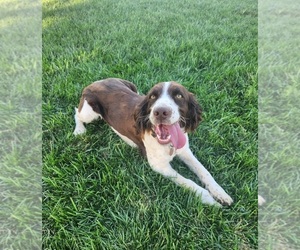 Mother of the Cocker Spaniel-English Springer Spaniel Mix puppies born on 04/16/2025