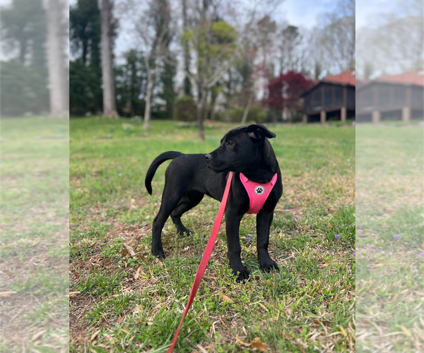 Medium Photo #13 Labrador Retriever-Unknown Mix Puppy For Sale in Holly Springs, NC, USA