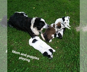 Mother of the Border Collie puppies born on 06/03/2019
