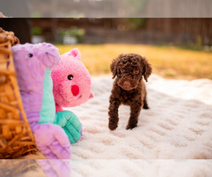 Medium Goldendoodle-Poodle (Standard) Mix