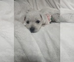 Small #10 Wee-Chon