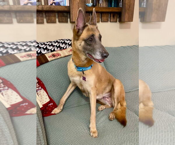 Medium Photo #2 Mutt Puppy For Sale in Imlay City, MI, USA