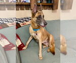 Small #1 Mutt