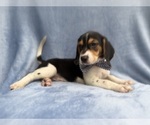 Small #5 Beagle