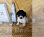 Puppy 11 F2 Aussiedoodle-Poodle (Miniature) Mix