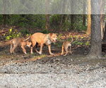 Small #17 Mountain Cur-Rhodesian Ridgeback Mix